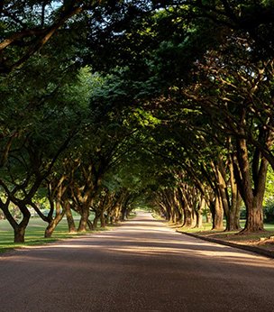 Sonhe conosco - Haras Larissa